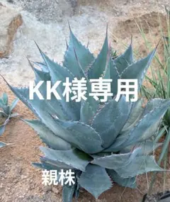 2025年最新】パラサナ シャウィーの人気アイテム - メルカリ