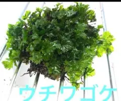 はやた様 リクエスト 3点 まとめ商品