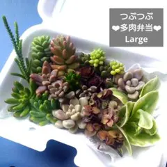 つぶつぶ多肉弁当L カット苗詰め合わせ16種＋α もりもりセダム 寄せ植え