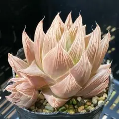 ゆえるぅ様 リクエスト 4点 まとめ商品