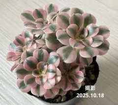 １点物♠　アエオニウム　ピンクウィッチ　韓国苗＆鉢　群生3株　鉢こど映像物発送 1点物♤ アエオニウム ピンクウィッチ 韓国苗＆鉢 群生3株 鉢こ