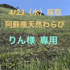 りん様専用4月23日(水)採取！太い！阿蘇産わらび4kg以上