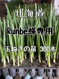 Runbe様専用 玉ねぎの苗 300本のサムネイル