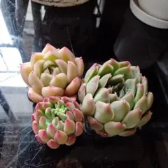 Kurian様 リクエスト 3点 まとめ商品