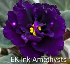 セントポーリア EK Ink Amethystsのサムネイル