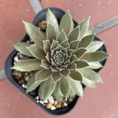 センペルビウム Mother of Many Mother of Many センペルビウム 多肉植物 - メルカリ