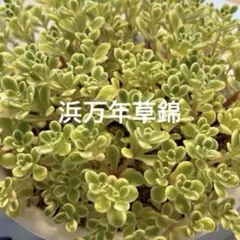 ミルキーウェイ カット苗 30本 セダム 多肉植物 ポイント消化 - メルカリ