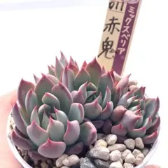 B*•様 【極上苗】ミックスベリア 赤鬼 多肉植物 おらいさん 自家繁殖苗