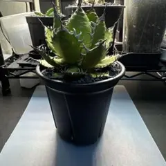 2026年最新】アガベ ホリダ 斑入りの人気アイテム - メルカリ