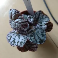 べぇ様 リクエスト 2点 まとめ商品