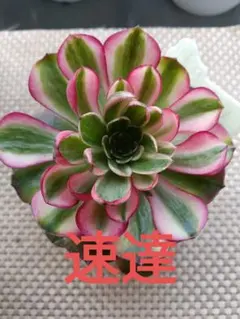 Mariri様 リクエスト 2点 まとめ商品