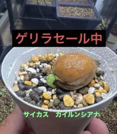 【ゲリラセール】サイカス　カイルンシアナ　実生①のサムネイル