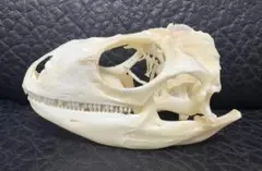 良品！ キョン（ヨツメジカ）Muntjac 頭骨 A - メルカリ
