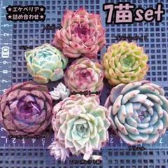 多肉エケベリア　在庫処分★訳あり80苗セットＢ 多肉植物 エケベリア4苗セットE その他素材 tamosa4 通販 18517055