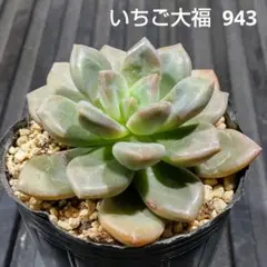 いちご大福 943 エケベリア 多肉植物 抜き苗