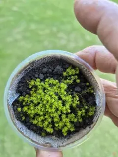 スナゴケ　ミニポット6cm　5番のサムネイル