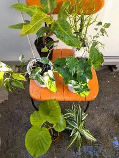 観葉植物7点セット　メルカリ便のサムネイル