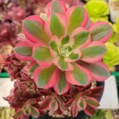 速達。雪様 リクエスト 2点 まとめ商品