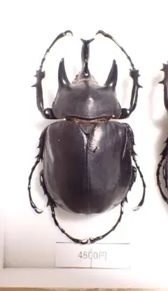 2026年最新】アクティオンゾウカブト標本の人気アイテム - メルカリ