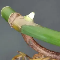 は*ん様 安心の発根済み発芽済みモンステラ苗 元斑入り