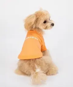 MANDARINE BROTHERS サマーカクテルTシャツのサムネイル