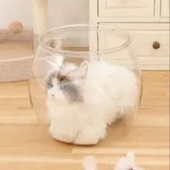 キャット金魚鉢のサムネイル