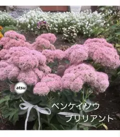 おりひめ様 リクエスト 5点 まとめ商品