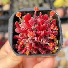 わたげ様 リクエスト 4点 まとめ商品