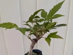 モミジ　ミニ盆栽　素材にものサムネイル