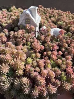 dorukun様 リクエスト 2点 まとめ商品