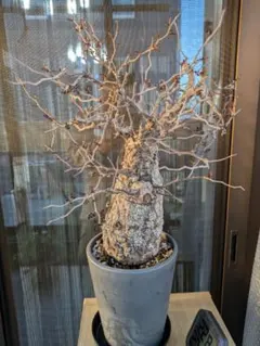 2026年最新】オペルクリカリア パキプス ベアルートの人気アイテム