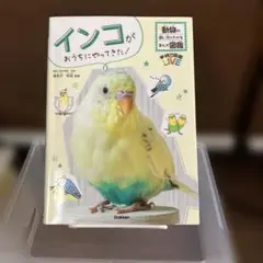 インコがおうちにやってきた!