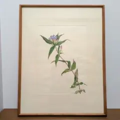 【真作】版画　手彩色銅版画　ボタニカルアート　花図譜　手彩色植物版画　D171 真作】版画 手彩色銅版画 ボタニカルアート 花図譜 手彩色植物版画