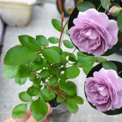 こっこちゃん様 リクエスト 3点 まとめ商品