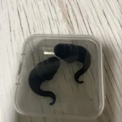 Item thumbnail for item b7ad518f-aec6-4894-8233-f8fa2abc2c9b