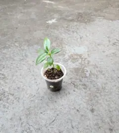 Ａ467音藍です。「人気観葉植物」尖閣ガジュマル★抜き苗発送★沖縄産 A467音藍様専用です。「人気観葉植物」尖閣ガジュマル☆抜き苗