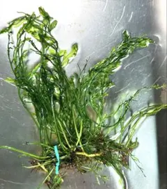 特別大特価！限定１名様　ボリューム満点　ボルビディスギニアナロー