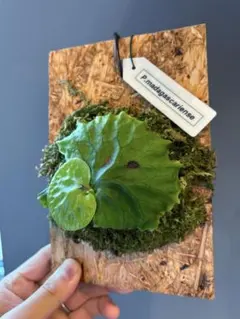 【ビカクシダ・マダガスカリエンセ】ゆうゆうメルカリ便 マダガスカリエンセ① ビカクシダ 板付 - メルカリ