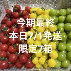 本日7/1発送。③新食感プチぷよトマト3色食べ比べセット。のサムネイル