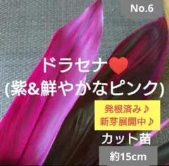 No.1【若い苗木♪】ドラセナ レッドコンパクタ♥️高さ約22～23cm