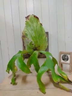 uzutan様 リクエスト 2点 まとめ商品