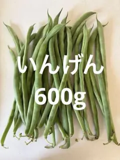 いんげん　インゲン豆　600g ネコポスのサムネイル