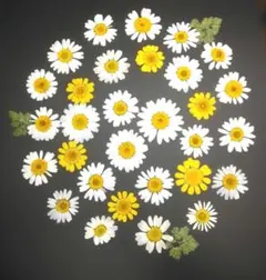 押し花　2種類のセット　№653