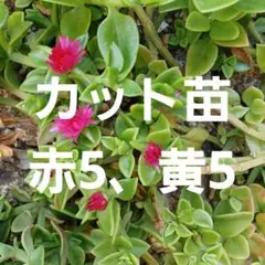 베이비 썬 로즈 컷 모종 빨간색 5개, 노란색 5개