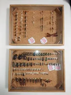 2026年最新】標本箱 ドイツの人気アイテム - メルカリ