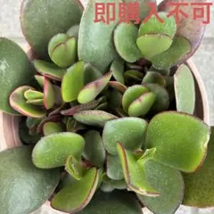 多肉植物 マネーメーカー錦 カット苗 - メルカリ