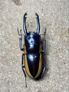 昆虫標本 特大タテヅノクワガタモドキ︎︎ ♀ 77mm - メルカリ