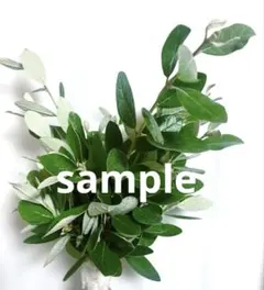 フェイジョア アポロ枝物 挿し木用 葉物のサムネイル