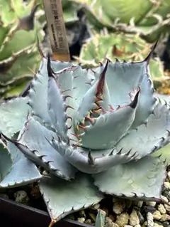 アガベ 子株