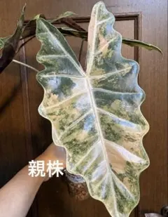 アロカシア サンデリアナ ブル オーレア（黄斑入り） （整理番号048